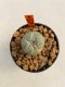 Lophophora williamsii 3-5 cm 8 years old ownroot from seed flowering