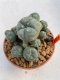 Lophophora Williamsii 6.5-7.5 cm 9 years old ownroot from seed flowering