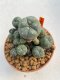 Lophophora Williamsii 6.5-7.5 cm 9 years old ownroot from seed flowering