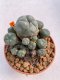 Lophophora Williamsii 6.5-7.5 cm 9 years old ownroot from seed flowering