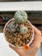Lophophora Williamsii 6.5-7.5 cm 9 years old ownroot from seed flowering