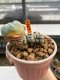 Lophophora Williamsii 6.5-7.5 cm 9 years old ownroot from seed flowering
