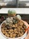 Lophophora Williamsii 6.5-7.5 cm 9 years old ownroot from seed flowering
