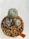 Lophophora Williamsii 6.5-7.5 cm 9 years old ownroot from seed flowering