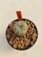 Lophophora williamsii 3-5 cm 8 years old ownroot from seed flowering