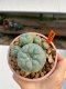 Lophophora Williamsii 6.5-7.5 cm 9 years old ownroot from seed flowering