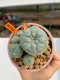 Lophophora Williamsii 6.5-7.5 cm 9 years old ownroot from seed flowering