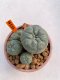 Lophophora Williamsii 6.5-7.5 cm 9 years old ownroot from seed flowering