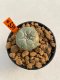 Lophophora williamsii 3-5 cm 8 years old ownroot from seed flowering
