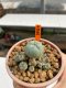 Lophophora Williamsii 3.5-4.5 cm 5 years old ownroot from seed flowering