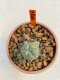 Lophophora Williamsii 3.5-4.5 cm 5 years old ownroot from seed flowering