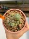 Lophophora Williamsii 5.5-6.5 cm 9 years old ownroot from seed flowering