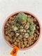 Lophophora Williamsii 5.5-6.5 cm 9 years old ownroot from seed flowering