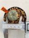Lophophora williamsii 3-5 cm 8 years old ownroot from seed flowering