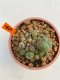 Lophophora Williamsii 5.5-6.5 cm 9 years old ownroot from seed flowering