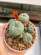 Lophophora Williamsii 5.5-6.5 cm 9 years old ownroot from seed flowering