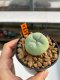 Lophophora diffusa 3-5 cm 8 years old ownroot from seed flowering