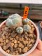 Lophophora Williamsii 5.5-6.5 cm 9 years old ownroot from seed flowering