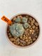 Lophophora Williamsii 5.5-6.5 cm 9 years old ownroot from seed flowering