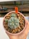 Lophophora Williamsii 5.5-6.5 cm 9 years old ownroot from seed flowering