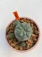 Lophophora Williamsii 5.5-6.5 cm 9 years old ownroot from seed flowering