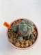 Lophophora Williamsii 5.5-6.5 cm 9 years old ownroot from seed flowering