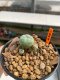 Lophophora Williamsii 3.5-4.5 cm 6 years old ownroot from seed flowering