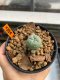 Lophophora Williamsii 3.5-4.5 cm 6 years old ownroot from seed flowering