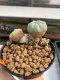 Lophophora Williamsii 4.5-5.5 cm 9 years old ownroot from seed flowering