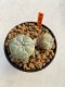 Lophophora Williamsii 4.5-5.5 cm 9 years old ownroot from seed flowering