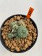 Lophophora Williamsii 4.5-5.5 cm 9 years old ownroot from seed flowering