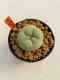 Lophophora diffusa 3-5 cm 8 years old ownroot from seed flowering