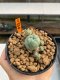 Lophophora Williamsii 4.5-5.5 cm 9 years old ownroot from seed flowering