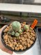 Lophophora Williamsii 4.5-5.5 cm 9 years old ownroot from seed flowering