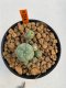 Lophophora Williamsii 4.5-5.5 cm 9 years old ownroot from seed flowering