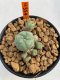 Lophophora Williamsii 4.5-5.5 cm 9 years old ownroot from seed flowering