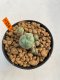 Lophophora Williamsii 4.5-5.5 cm 9 years old ownroot from seed flowering