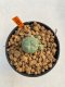 Lophophora Williamsii 4.5-5.5 cm 9 years old ownroot from seed flowering