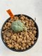 Lophophora Williamsii 4.5-5.5 cm 9 years old ownroot from seed flowering