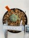 Lophophora Williamsii 4.5-5.5 cm 9 years old ownroot from seed flowering