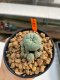 Lophophora Williamsii 4.5-5.5 cm 9 years old ownroot from seed flowering