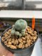 Lophophora Williamsii 4.5-5.5 cm 9 years old ownroot from seed flowering