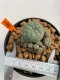 Lophophora Williamsii 4.5-5.5 cm 9 years old ownroot from seed flowering