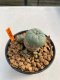 Lophophora Williamsii 4.5-5.5 cm 9 years old ownroot from seed flowering