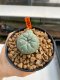 Lophophora Williamsii 4.5-5.5 cm 9 years old ownroot from seed flowering