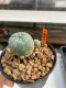 Lophophora Williamsii 4.5-5.5 cm 9 years old ownroot from seed flowering