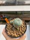 Lophophora Williamsii 4.5-5.5 cm 9 years old ownroot from seed flowering