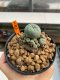 Lophophora Williamsii 4.5-5.5 cm 9 years old ownroot from seed flowering