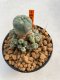 Lophophora Williamsii 4.5-5.5 cm 9 years old ownroot from seed flowering