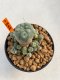 Lophophora Williamsii 4.5-5.5 cm 9 years old ownroot from seed flowering